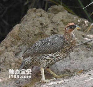 Djibouti Francolin