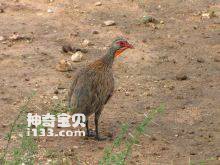 Grey-breasted Francolin