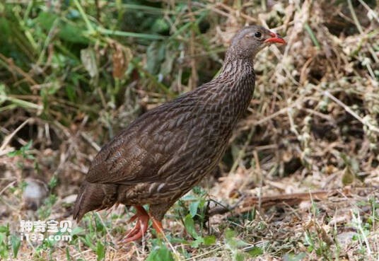 Scaly Francolin