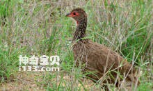 Swainson's Francolin