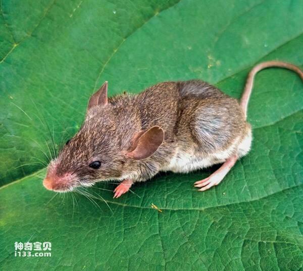 A 9-pound mutated rat discovered in Anhui Zoo