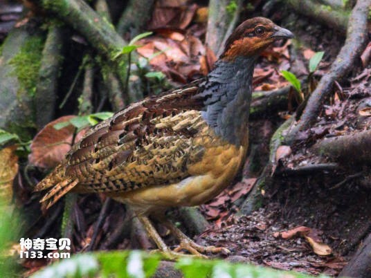 长嘴山鹑