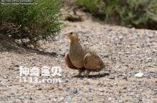 Pterocles coronatus