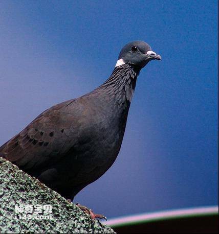 Columba albitorques