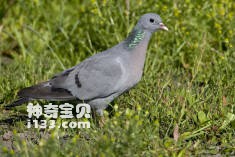 Columba oenas