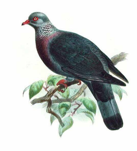 Columba trocaz