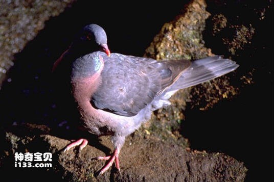 Columba bollii