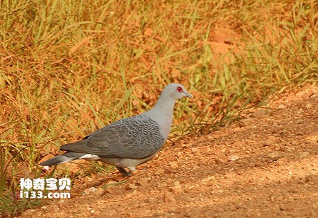 Columba unicincta