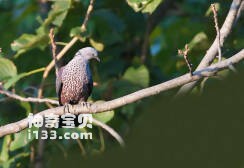 Columba hodgsonii