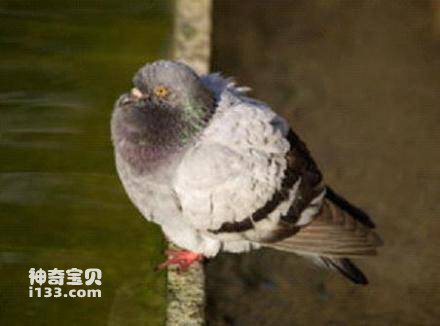 Columba albinucha