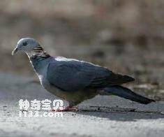 Columba pulchricollis