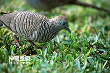 Columba oliviae