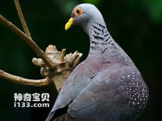 Columba pollenii