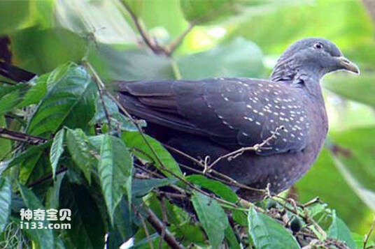 Columba thomensis