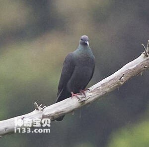 Columba janthina