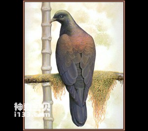 Columba versicolor