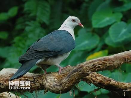 Columba leucomela