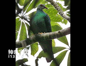 Columba pallidiceps