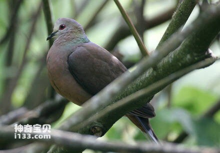 Columba larvata