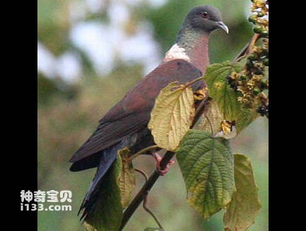 Columba iriditorques