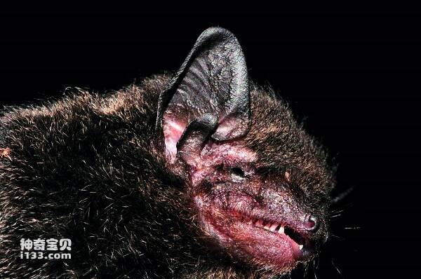 Pipistrellus javanicus abramus