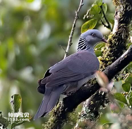 Columba elphinstonii