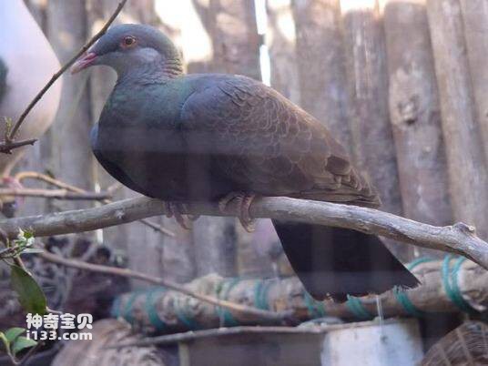 Columba vitiensis