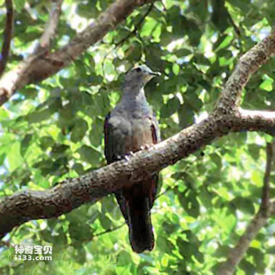 Columba palumboides