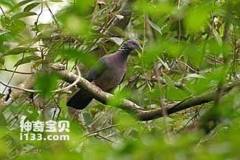 Columba torringtoni