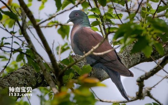 Columba delegorguei