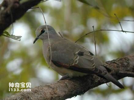 Turtur abyssinicus