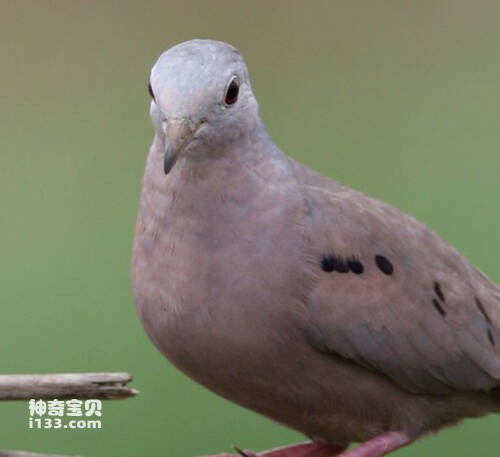 纯胸地鸠