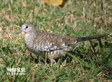 鳞斑地鸠