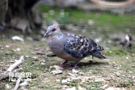 Streptopelia orientalis