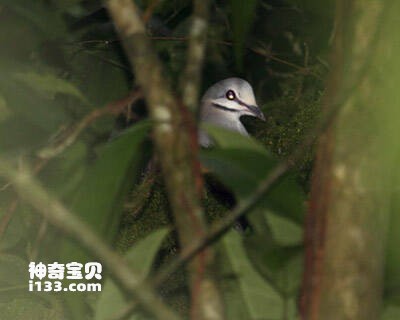 卡氏鹑鸠