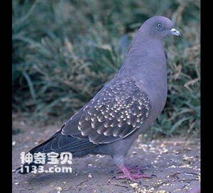 Columba maculosa