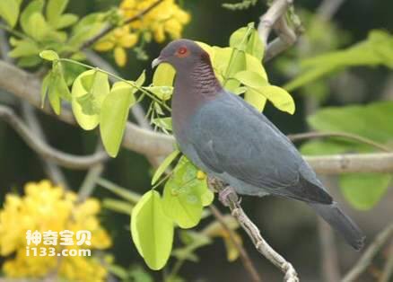 Columba squamosa