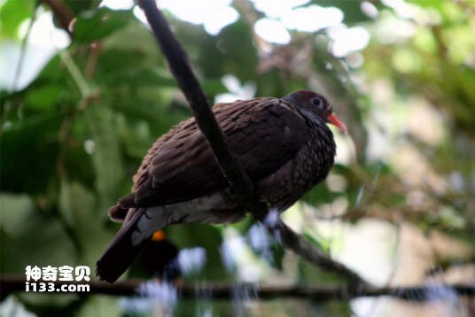 Columba speciosa