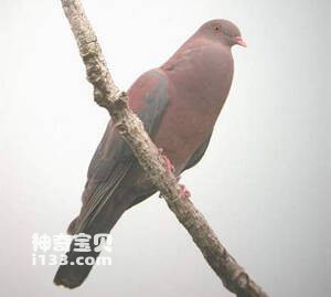 Columba flavirostris