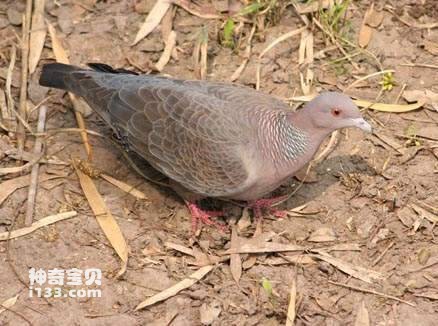 Columba picazuro