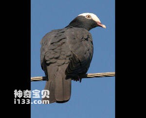 Columba leucocephala