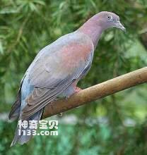 Columba inornata