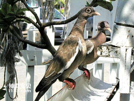 Columba corensis