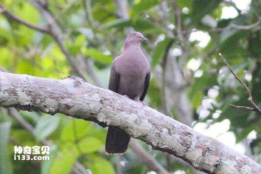 Patagioenas plumbea