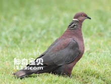 Columba araucana