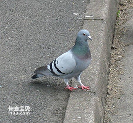 Columba caribaea