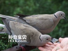 Streptopelia decaocto