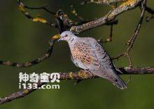 Streptopelia turtur