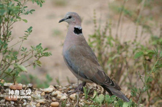 Streptopelia capicola