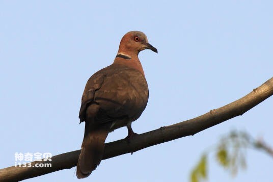 Streptopelia bitorquata